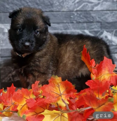 Les chiots de Berger Belge