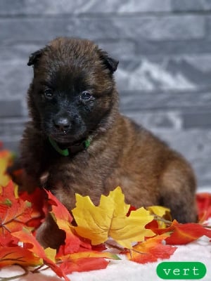 Les chiots de Berger Belge