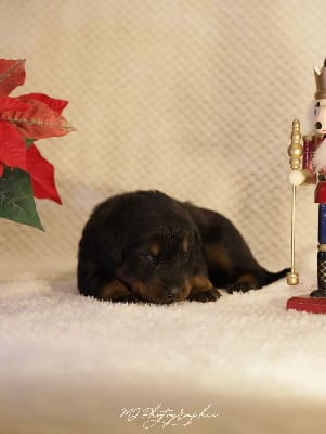 Les chiots de Berger de Beauce