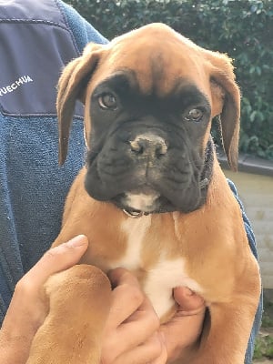 Les chiots de Boxer