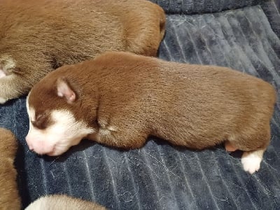 Les chiots de Siberian Husky