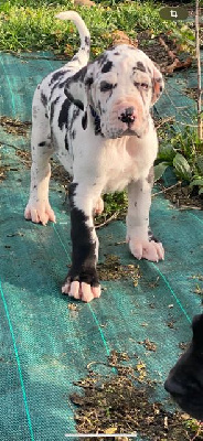 Les chiots de Dogue allemand