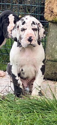 Les chiots de Dogue allemand