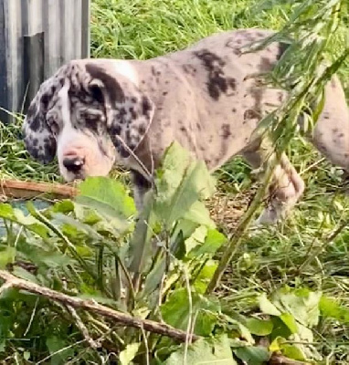 Les chiots de Dogue allemand