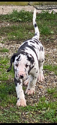 Les chiots de Dogue allemand