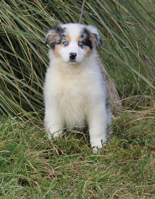 Les chiots de Berger Australien