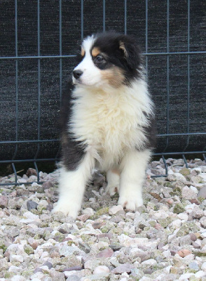 Les chiots de Berger Australien