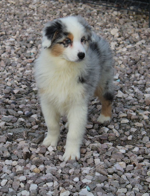 Les chiots de Berger Australien