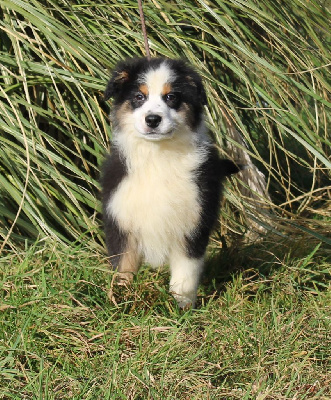 Les chiots de Berger Australien