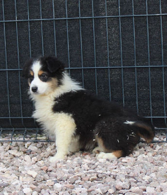 Les chiots de Berger Australien