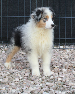 Les chiots de Berger Australien