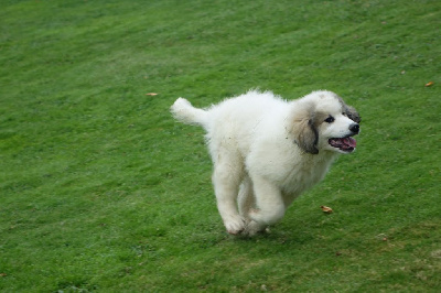 Les chiots de Chien de Montagne des Pyrenees