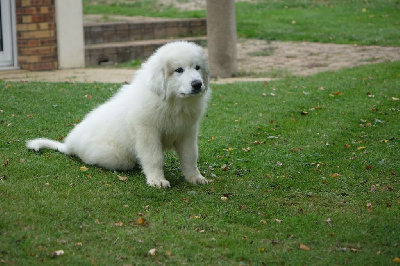 Les chiots de Chien de Montagne des Pyrenees