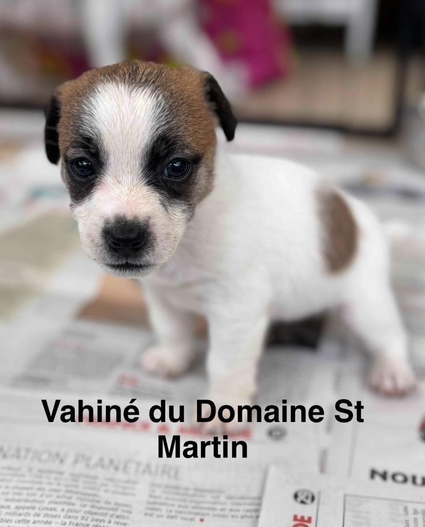 VAHINÉ - Jack Russell Terrier