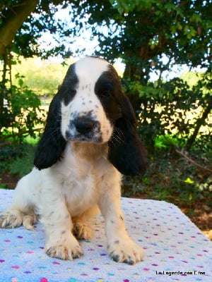 Les chiots de Cocker Spaniel Anglais