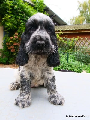 V---de la Légende des Elfes - Cocker Spaniel Anglais