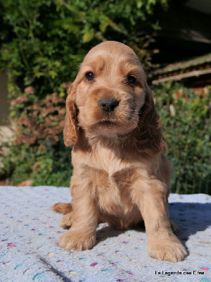 Les chiots de Cocker Spaniel Anglais