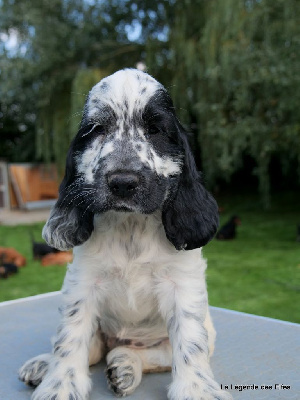 Les chiots de Cocker Spaniel Anglais