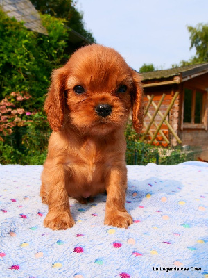 Les chiots de Cavalier King Charles Spaniel