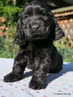 Les chiots de Cocker Spaniel Anglais