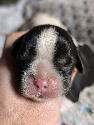 Les chiots de Cavalier King Charles Spaniel