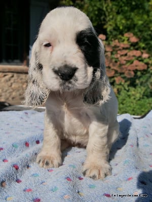 Les chiots de Cocker Spaniel Anglais