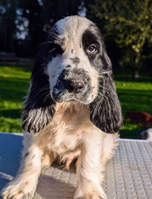 Les chiots de Cocker Spaniel Anglais