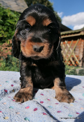 V---de la Légende des Elfes - Cocker Spaniel Anglais