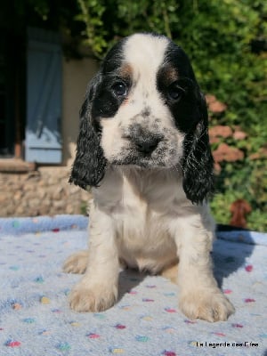 V---de la Légende des Elfes - Cocker Spaniel Anglais