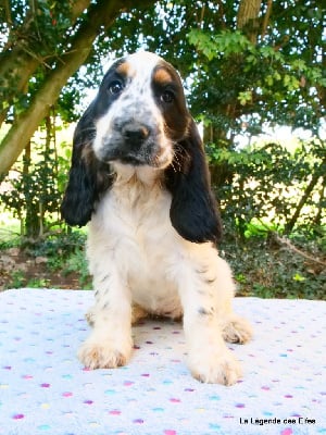 Les chiots de Cocker Spaniel Anglais