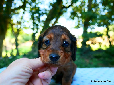 Les chiots de Teckel poil long