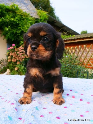 Les chiots de Cavalier King Charles Spaniel