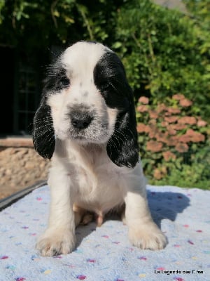 Les chiots de Cocker Spaniel Anglais