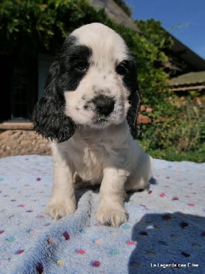 V---de la Légende des Elfes - Cocker Spaniel Anglais