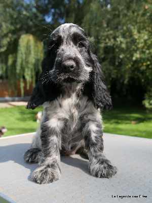 Les chiots de Cocker Spaniel Anglais