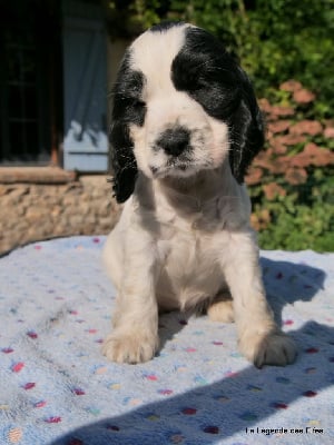 Les chiots de Cocker Spaniel Anglais