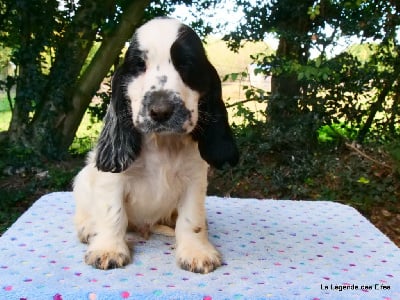 Les chiots de Cocker Spaniel Anglais