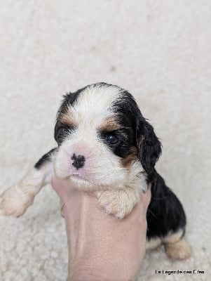 Les chiots de Cavalier King Charles Spaniel