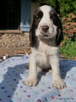 V---de la Légende des Elfes - Cocker Spaniel Anglais