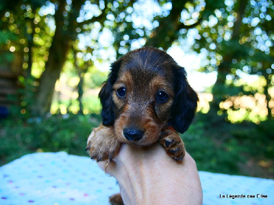 Les chiots de Teckel poil long