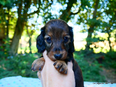 Les chiots de Teckel poil long