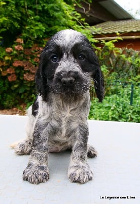 Les chiots de Cocker Spaniel Anglais