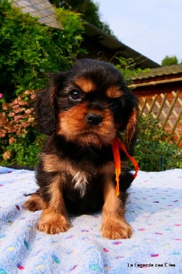 Les chiots de Cavalier King Charles Spaniel