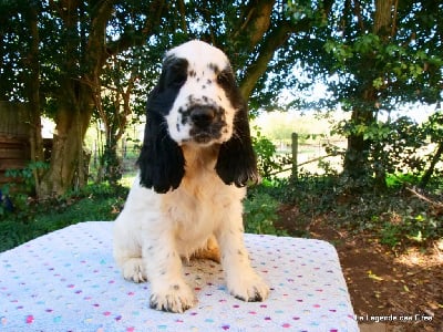 Les chiots de Cocker Spaniel Anglais