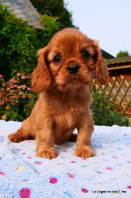 Les chiots de Cavalier King Charles Spaniel