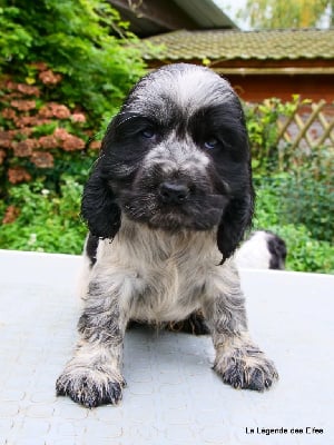 Les chiots de Cocker Spaniel Anglais