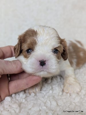 Les chiots de Cavalier King Charles Spaniel