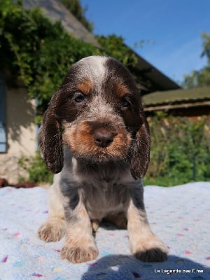 V---de la Légende des Elfes - Cocker Spaniel Anglais