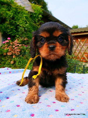 Les chiots de Cavalier King Charles Spaniel