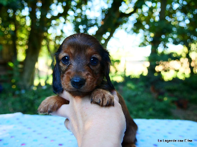 Les chiots de Teckel poil long